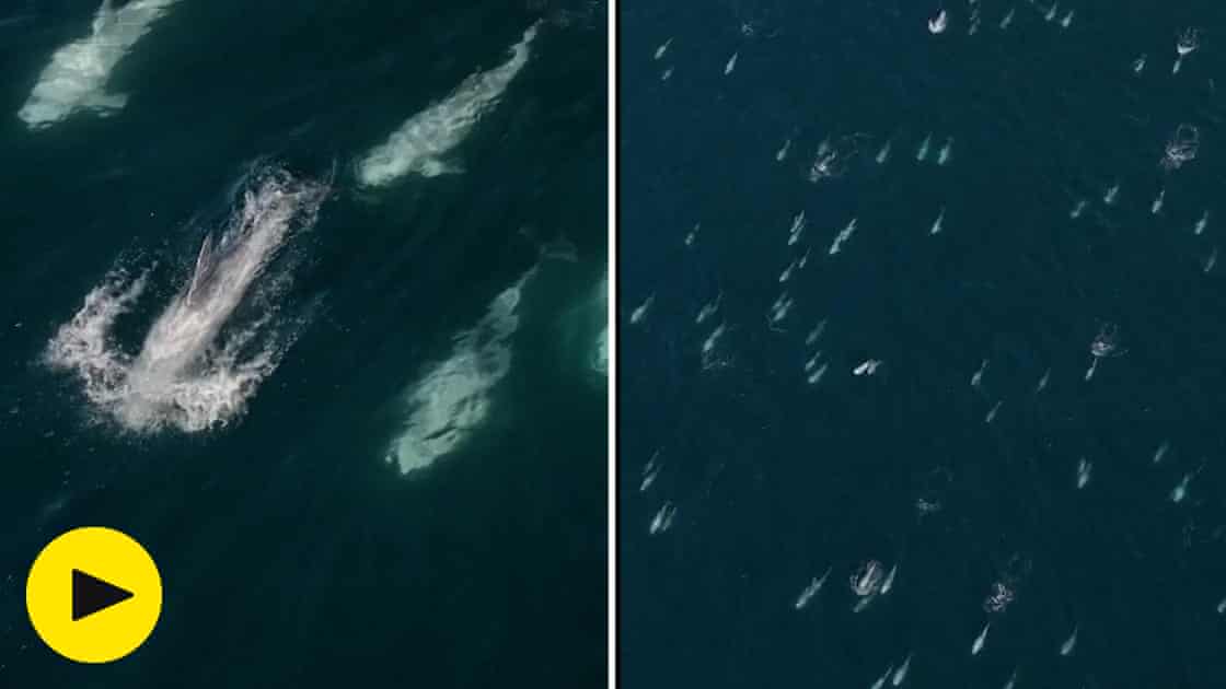 Drone footage captures rare 'super pod' of more than 1,500 dolphins off California's coast – video