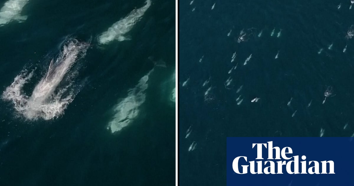 ‘Super pod’ of more than 1,500 dolphins spotted off California coast | California ‘Super pod’ of more than 1,500 dolphins spotted off California coast | California