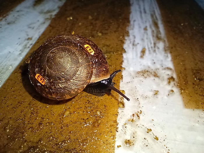 Snails on a plane: Australia flies rescue mission to Norfolk Island for a tiny, critically endangered species | Environment | The Guardian