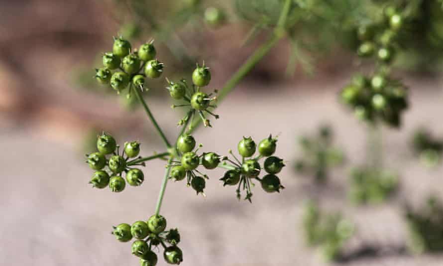 Fresh coriander seeds