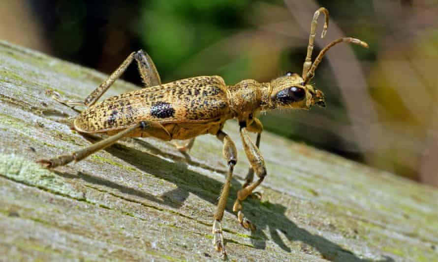 The longhorn beetle spends two years as a grub inside a dead tree.