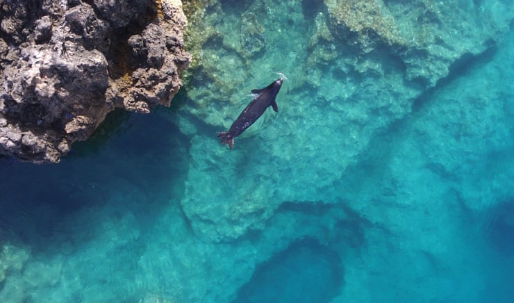 Greek tragedy: the rare seals hiding in caves to escape tourists Greek tragedy: the rare seals hiding in caves to escape tourists