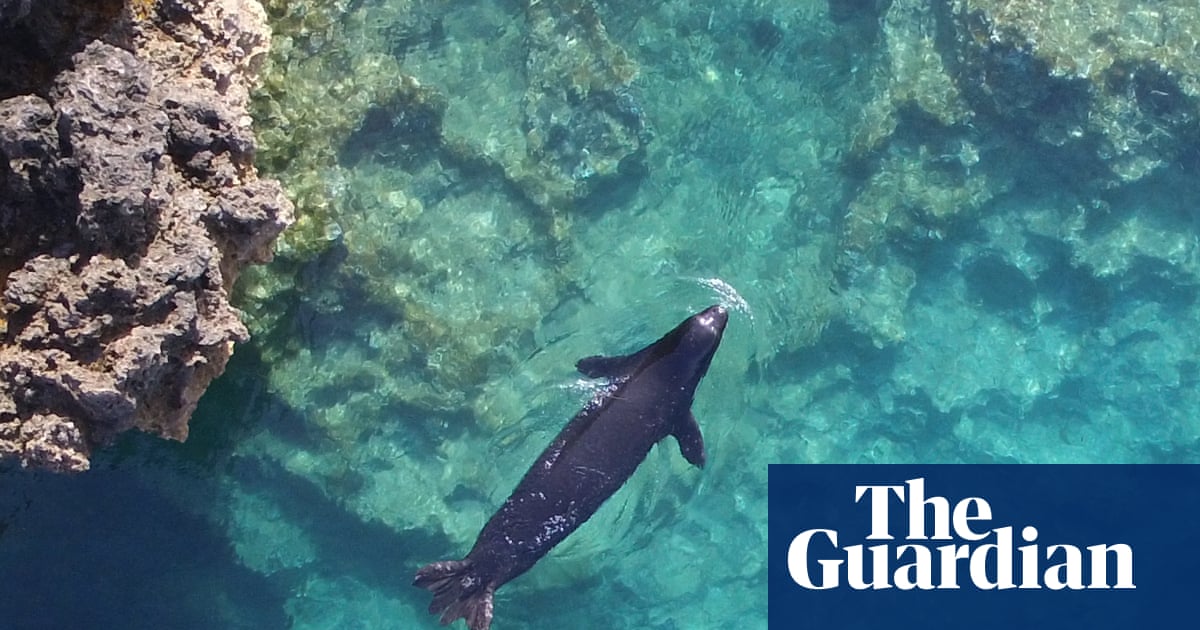 Greek tragedy: the rare seals hiding in caves to escape tourists