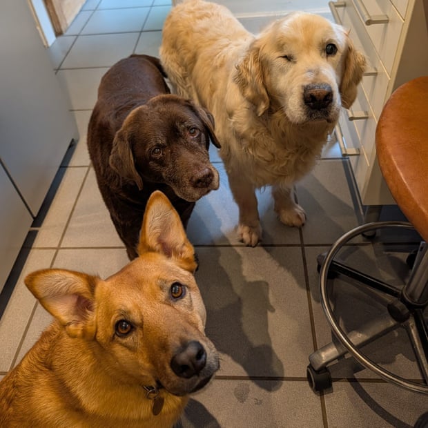 Cranachan, Poppy and Fergus