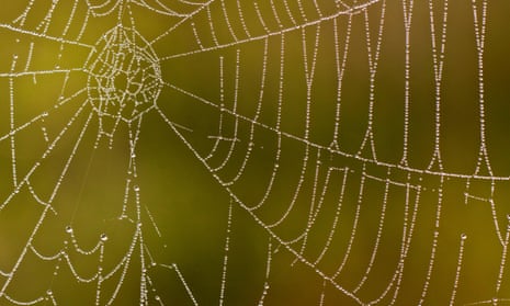 An autumn cobweb covered with dew.