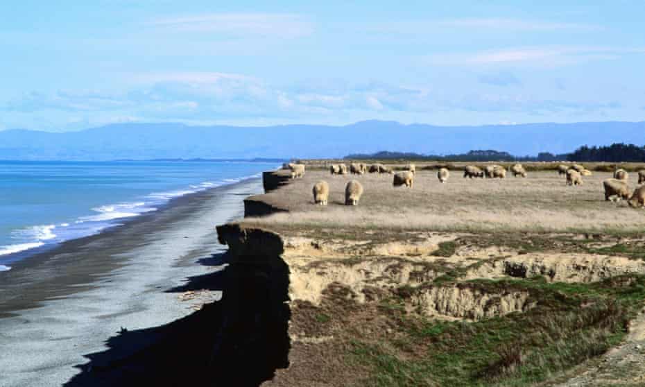 Sheep grazing near eroding cliffs at water's edge,Canterbury Plains, New Zealand.