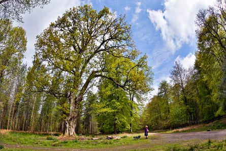 An oak planted in the 17th century in the Forest of Dean