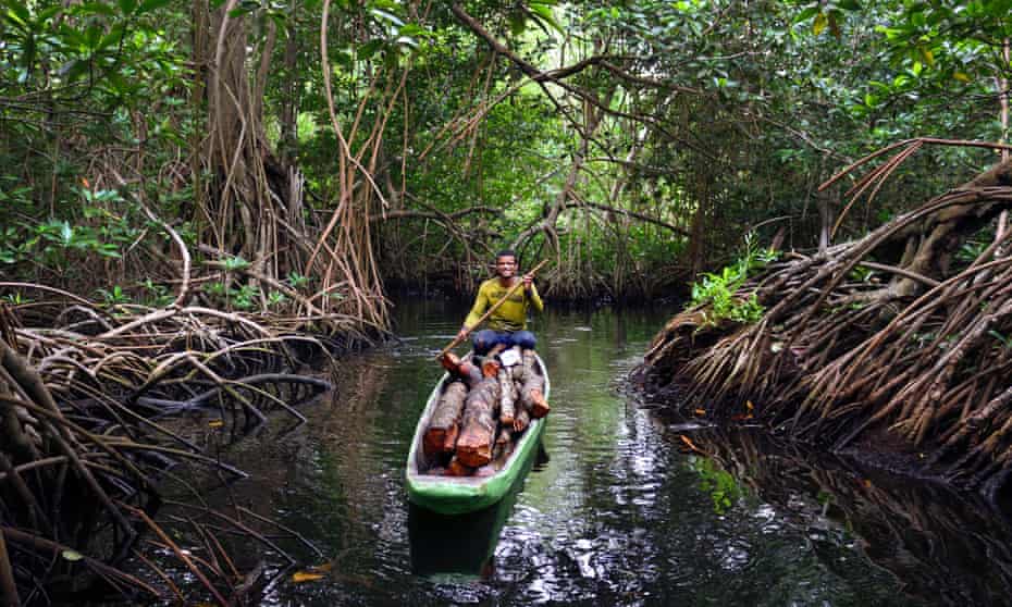 Cispata mangroves. Cispata mangroves, Colombia.