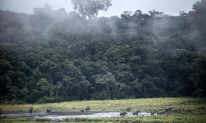 A tropical forest in Ivindo National Park, Gabon on the west coast of Africa.