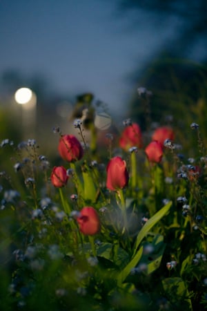 Bright red flowers blooming in the foreground, with a blurry evening sky and a light seen in the background