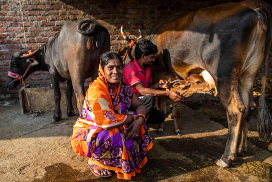 Milking cows in Latur District