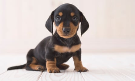 A miniature dachshund