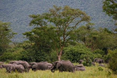 Elephants graze in Virunga national park.