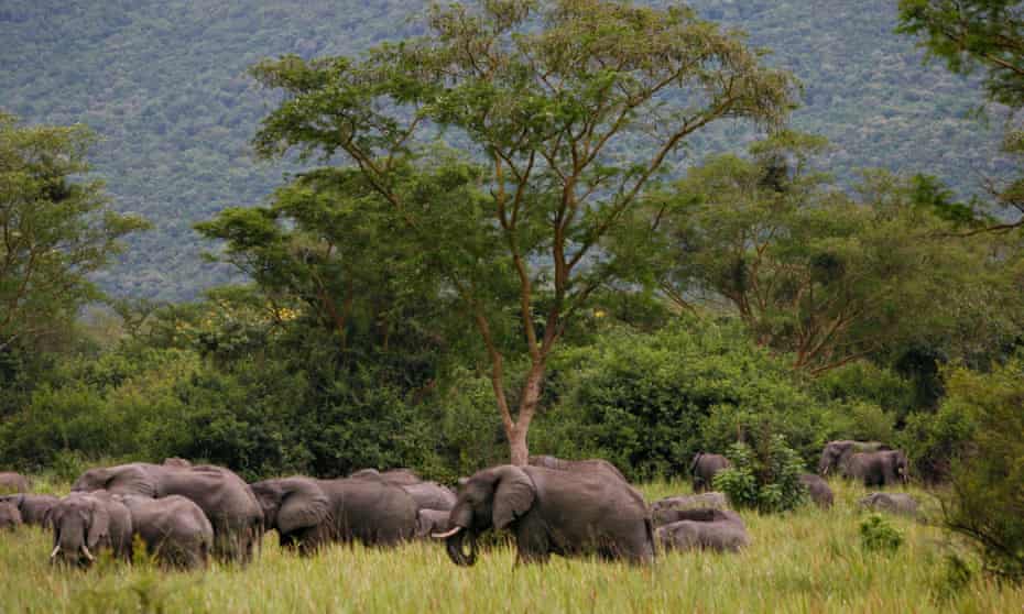 Elephants graze in Virunga national park in eastern Congo.