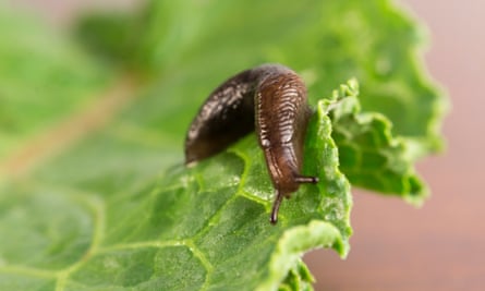 Caught in the act … a common garden slug.