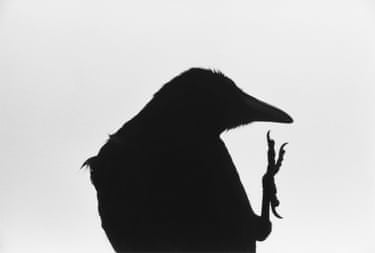 Erimo Cape, 1976, series Ravens* Part of Forms of Life show