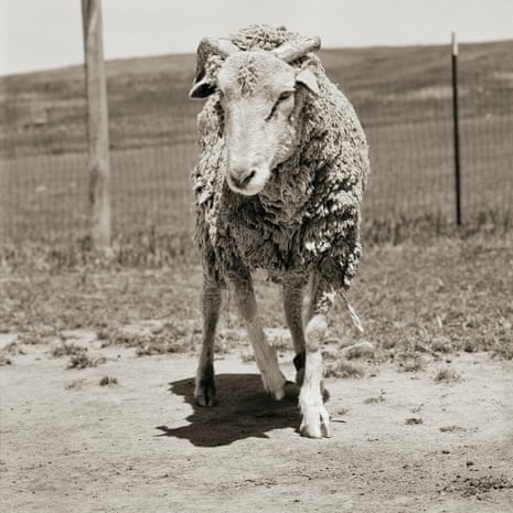 Forest, aged 16, was rescued from planned extermination along with her herd on Santa Cruz island off the Californian coast