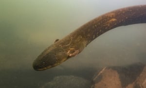 The aquarium hopes the Christmas tree will a powerful appreciation for the often feared electric eel and under appreciated eels of all kinds.