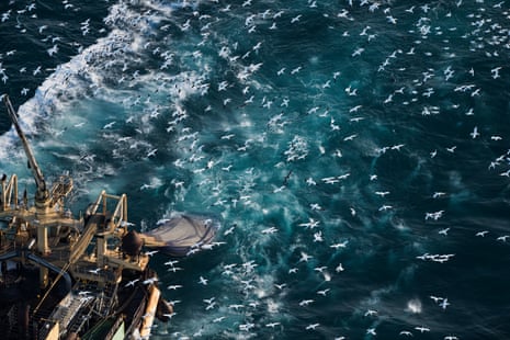 Sea birds follow a trawler as it fishes for herring in north-Atlantic waters. States have been allocating their own herring quotas – and overfishing the species as a result.