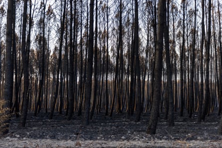 A smouldering landscape of charred but upright trees in Le Porge