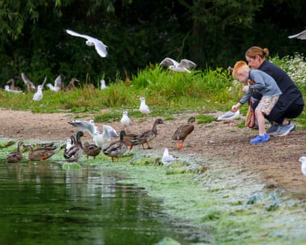 People feed ducks and sea gulls on the algae-covered shores of a lake