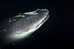 A whale shark with a school of suckerfish at night in the waters of the Indian ocean in Fuvahmulah, Maldives