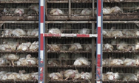 Chickens being transported for processing in the US.
