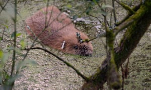 ‘Beavers are herbivores that move through the water with the tranquility of cows grazing a meadow.’