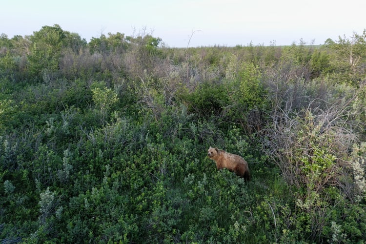 Get away, grizzly: why scientists are chasing bears with drones Get away, grizzly: why scientists are chasing bears with drones