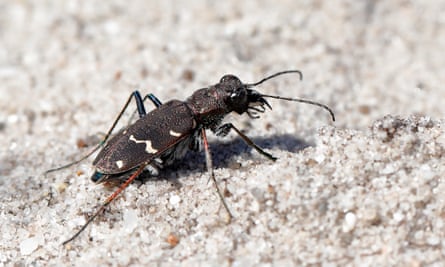 Heath tiger beetle astatine the ace reserve