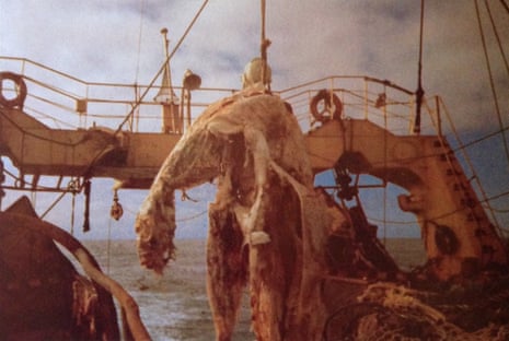 Zuiyō Maru carcass