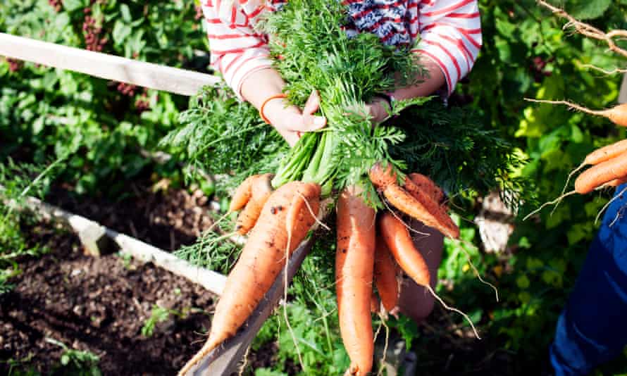 Girl holding bunch of freshly picked carrots on her allotment