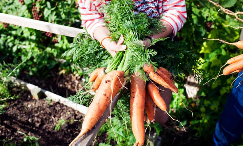 Girl holding bunch of freshly picked carrots on her allotment.