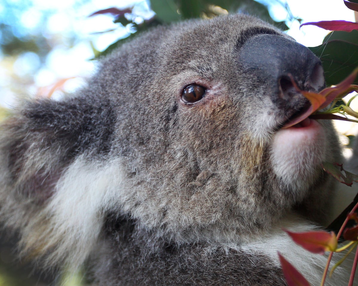 Koalas face chlamydia threat as vaccine debate continues