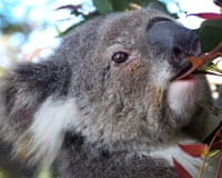 A koala in a tree