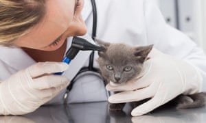 Vet examining a kitten