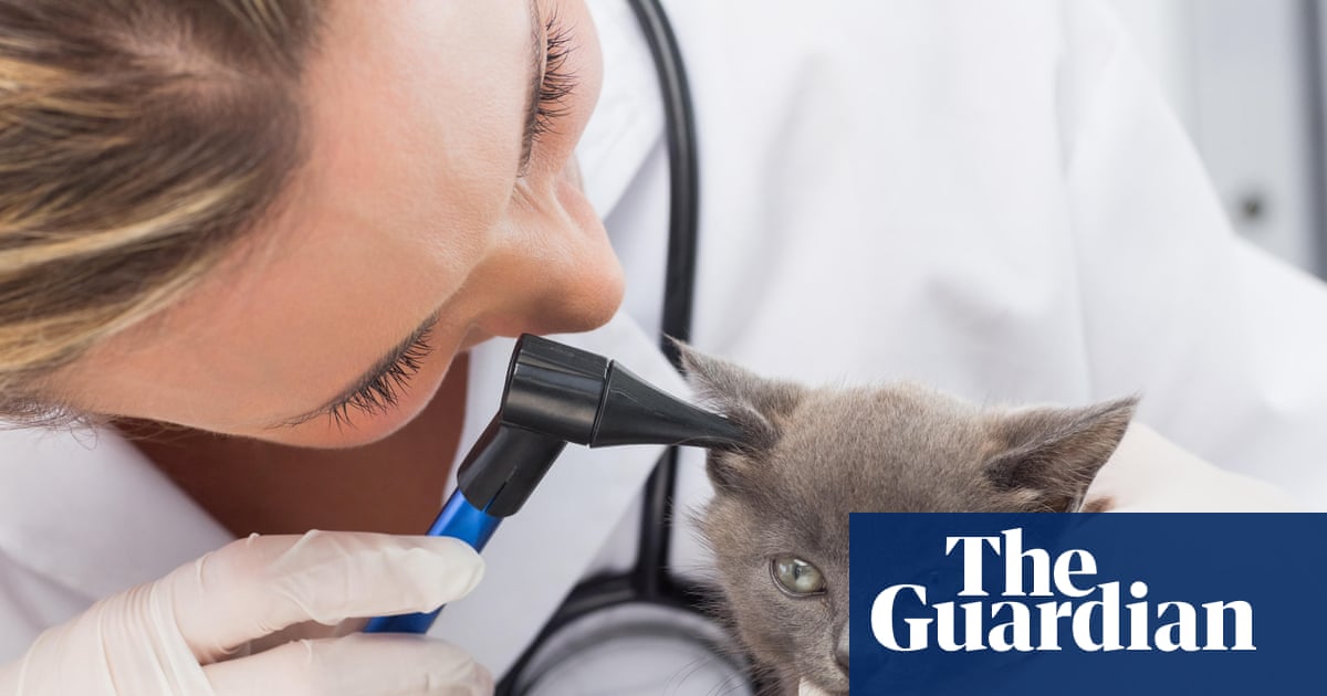 UK vets face crackdown over fees as pet owners ‘left in the dark’ on bills