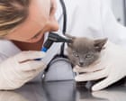 UK vets face crackdown over fees as pet owners ‘left in the dark’ on bills UK vets face crackdown over fees as pet owners ‘left in the dark’ on bills