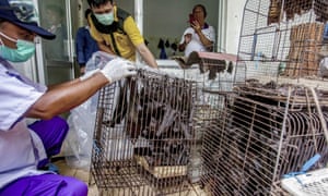 Health officials inspect bats to be confiscated in the wake of a coronavirus outbreak at a live animal market in Solo, Central Java, Indonesia.