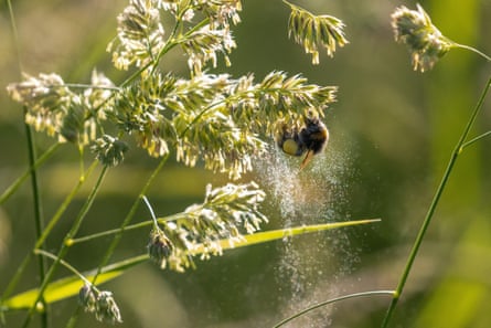 A bird collecting pollen from a flower