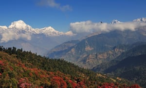 Agony and ecstasy: a view of the south face of Dhaulagiri and blooming rhododendron trees, Annapurna.