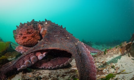 Secrets of the Octopus.
