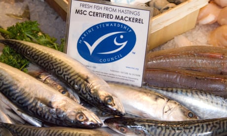 Mackerel on sale in a shop