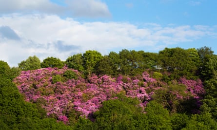 Rhododendron spreading out in the Peak District.