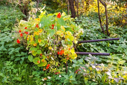 A flowerbed that has been left to overgrow.