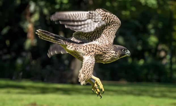 Release of the peregrine falcon on Boxing Day 2020.
