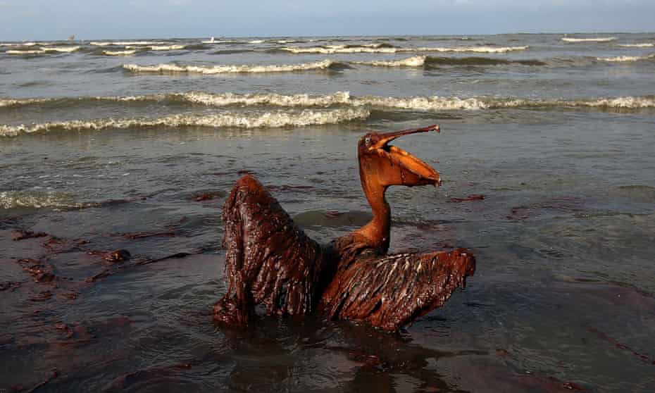 A brown pelican coated in heavy oil after the Deepwater Horizon disaster in 2010