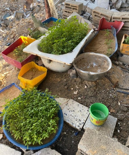 Green plants sprouting from an old bath and plastic buckets in a space cleared of rubble