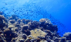 Bougainville Reef