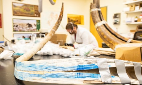 A split mammoth tusk at the stable isotope lab at the University of Alaska